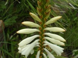 Watsonia watsonioides flower spike